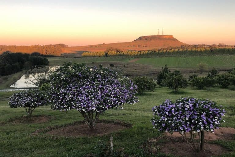 Vinicola Cordilheira